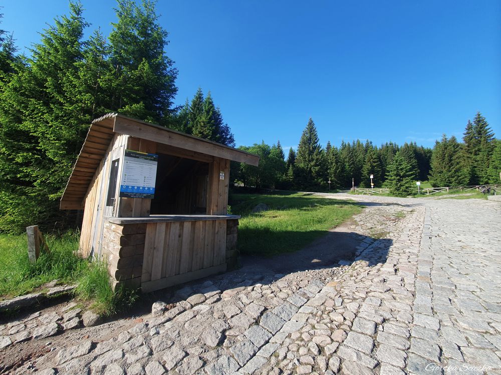 Słonecznik Karpacz: Przed Polaną w Karkonoszach